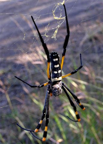 Banded-legged golden orb-web spider