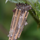Bagworm moth caterpillar