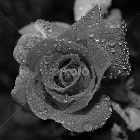 Rose by Mukesh Mishra - Black & White Flowers & Plants