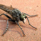 A robber fly