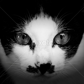 Tatapan by Fatriyanto Mooduto - Uncategorized All Uncategorized