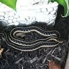 Eastern Garter