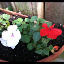 Impatiens (Busy Lizzy)