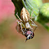 Lynx spider with a hoverfly