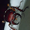 Reddish-brown stag beetle (male)