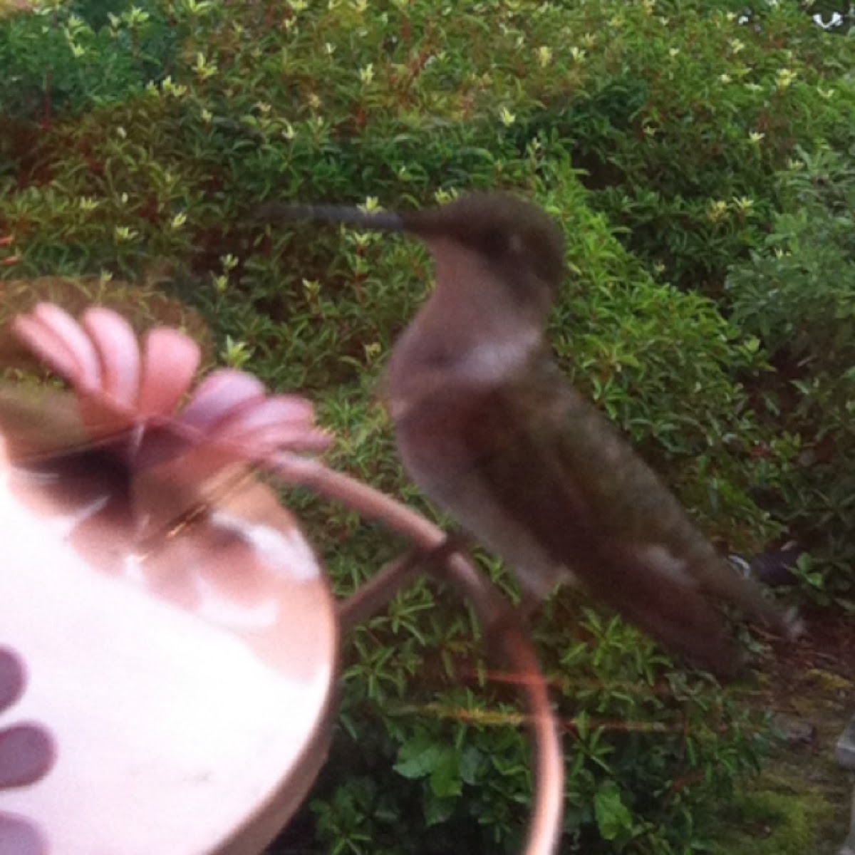 Ruby-throated Hummingbird