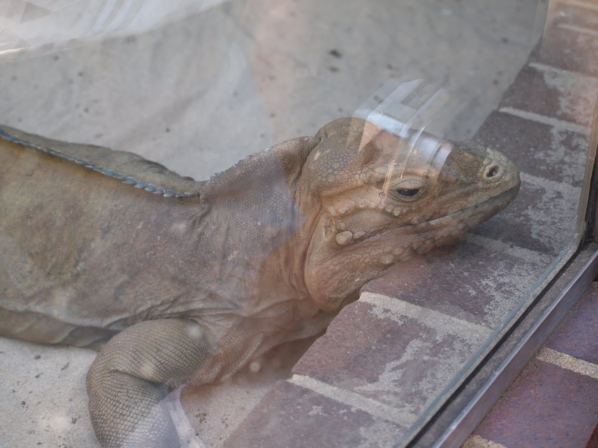 Rhinoceros Iguana