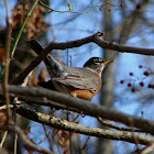 American Robin