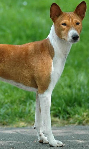 Basenjis Wallpapers