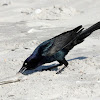 Boat-tailed grackle, male
