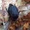 Margined carrion beetle