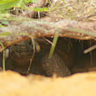 Gopher Tortoise