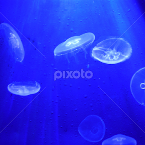 by JenWil   - Animals Sea Creatures