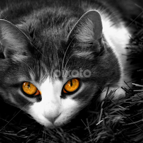 GLOW. by Steve Cooper - Animals - Cats Portraits