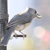 Tufted Titmouse