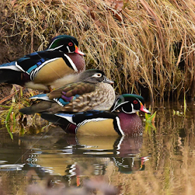 Stacked Color by Ken Miracle - Animals Birds