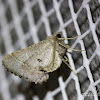 Meske's Pero Moth
