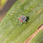 Lychee Giant Stink Bug