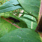 Ichneumon Wasp (female)
