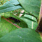 Ichneumon Wasp (female)