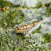 Slender mudskipper