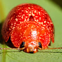 Variole Paropsine Leaf Beetle