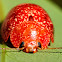 Variole Paropsine Leaf Beetle