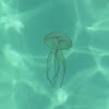Medusa. Jellyfish
