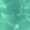 Medusa. Jellyfish
