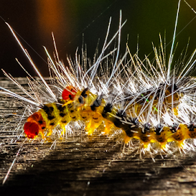 This is not Candy by Christian Lukman - Animals Insects & Spiders