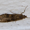 Rush Veneer Moth