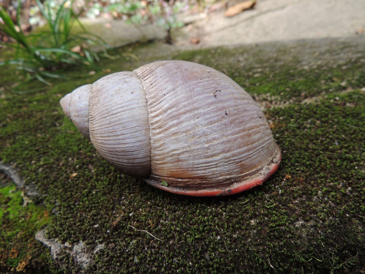 Brazilian Giant Snail