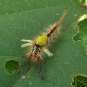 Tussock moth caterpillar.