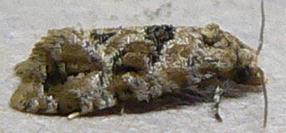 Hoffman's Cochlid Moth