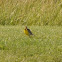 Eastern Meadowlark