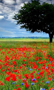 Free Download Red Flowers Wallpapers APK