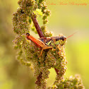 Red-Legged Grasshopper