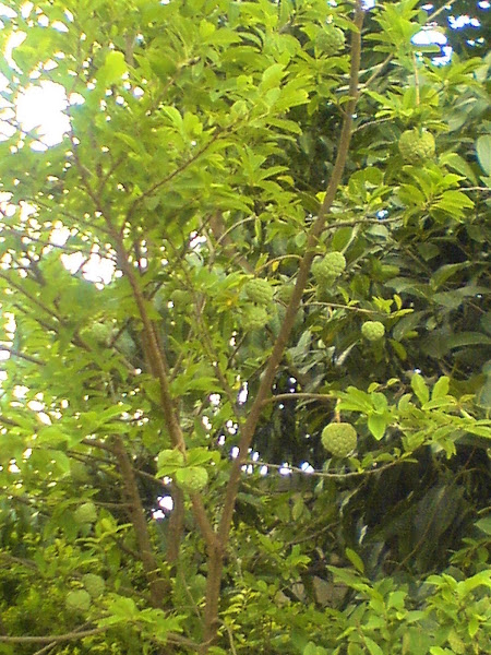 Sitaphal ( Sugar apple) | Project Noah