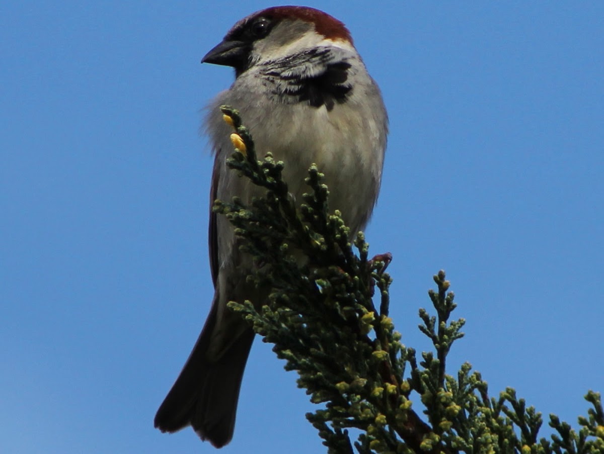 Sparrow (male)