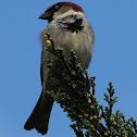 Sparrow (male)