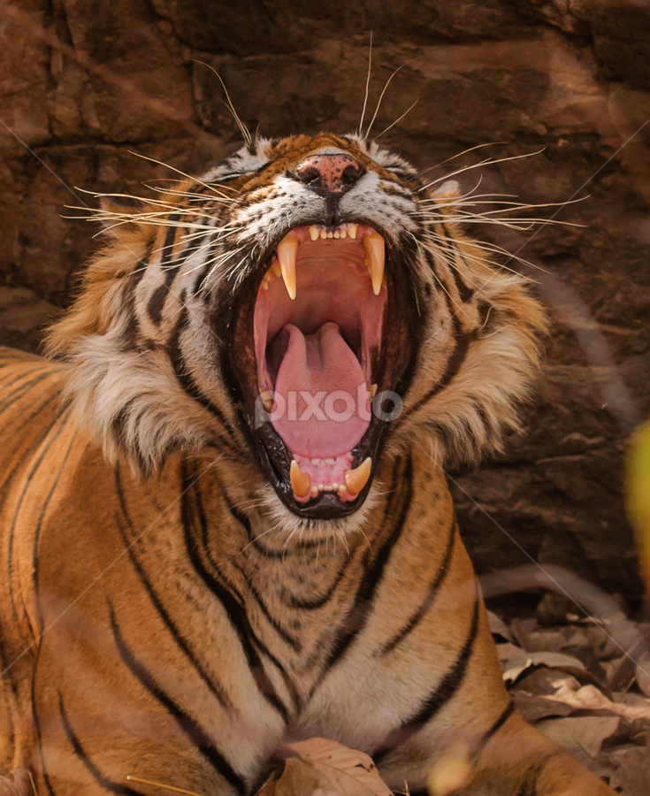 Tiger's open mouth by Avtar Singh - Animals Lions, Tigers & Big Cats