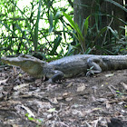 spectacled caiman