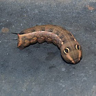 Vine Hawk Moth's False eye caterpillar