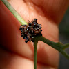 Chrysomelid beetle larvae hatching