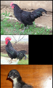 Download Chicken Breeds & Types APK