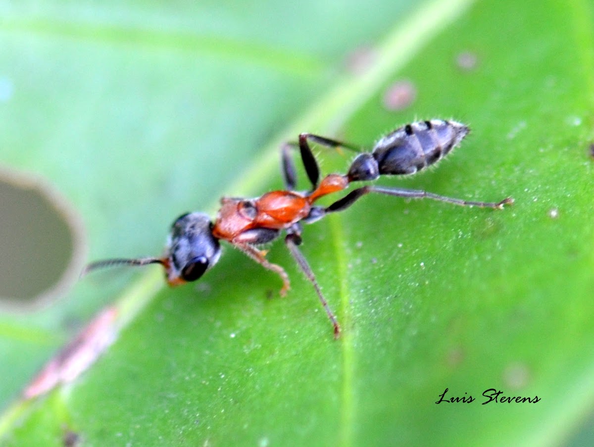 Twig ant