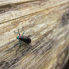 Arboreal Darkling beetle