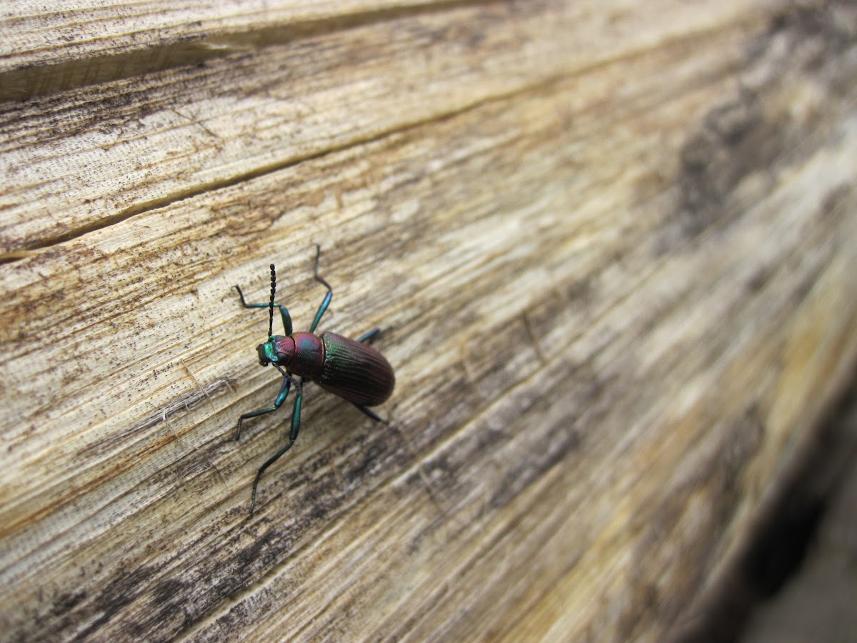 Arboreal Darkling beetle