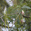 അകത്തി (അഗത്തിച്ചീര),   Corkwood tree, गाछ मूंगा, Humming bird tree / Scarlet Wisteria / Agasthi poovu ,  அகத்தி