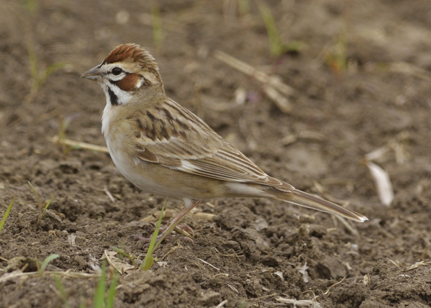 Lark sparrow